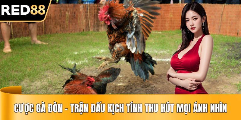Cược Gà Đòn